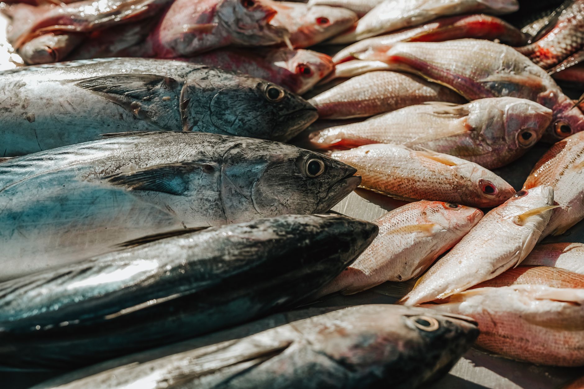 Arsik Ikan Mas