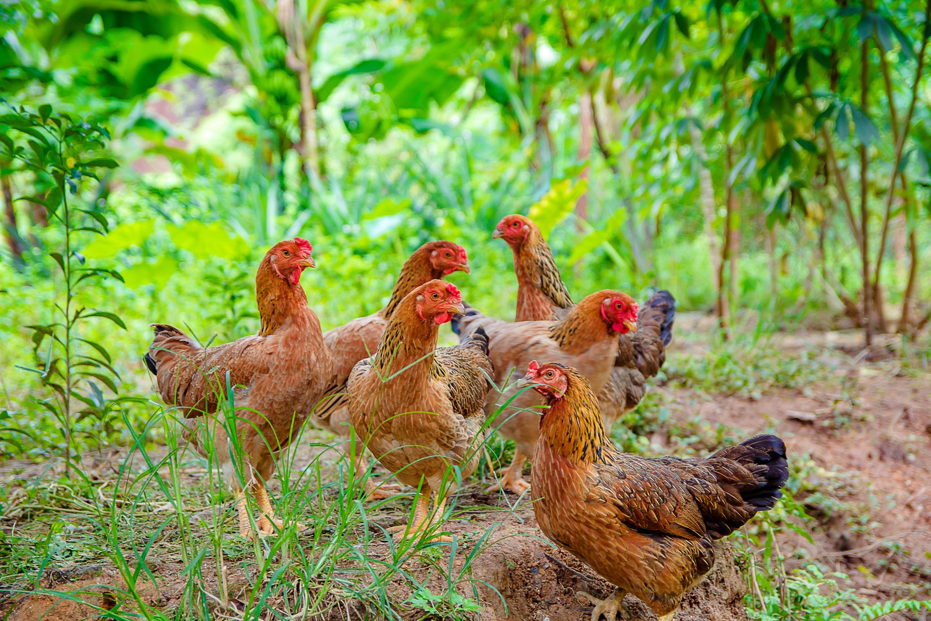 Ayam Bumbu Bali