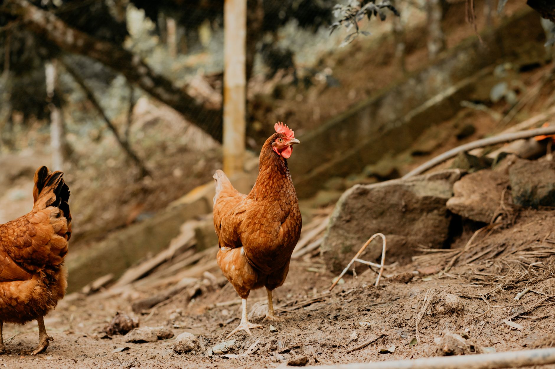 Ayam Rica Papua