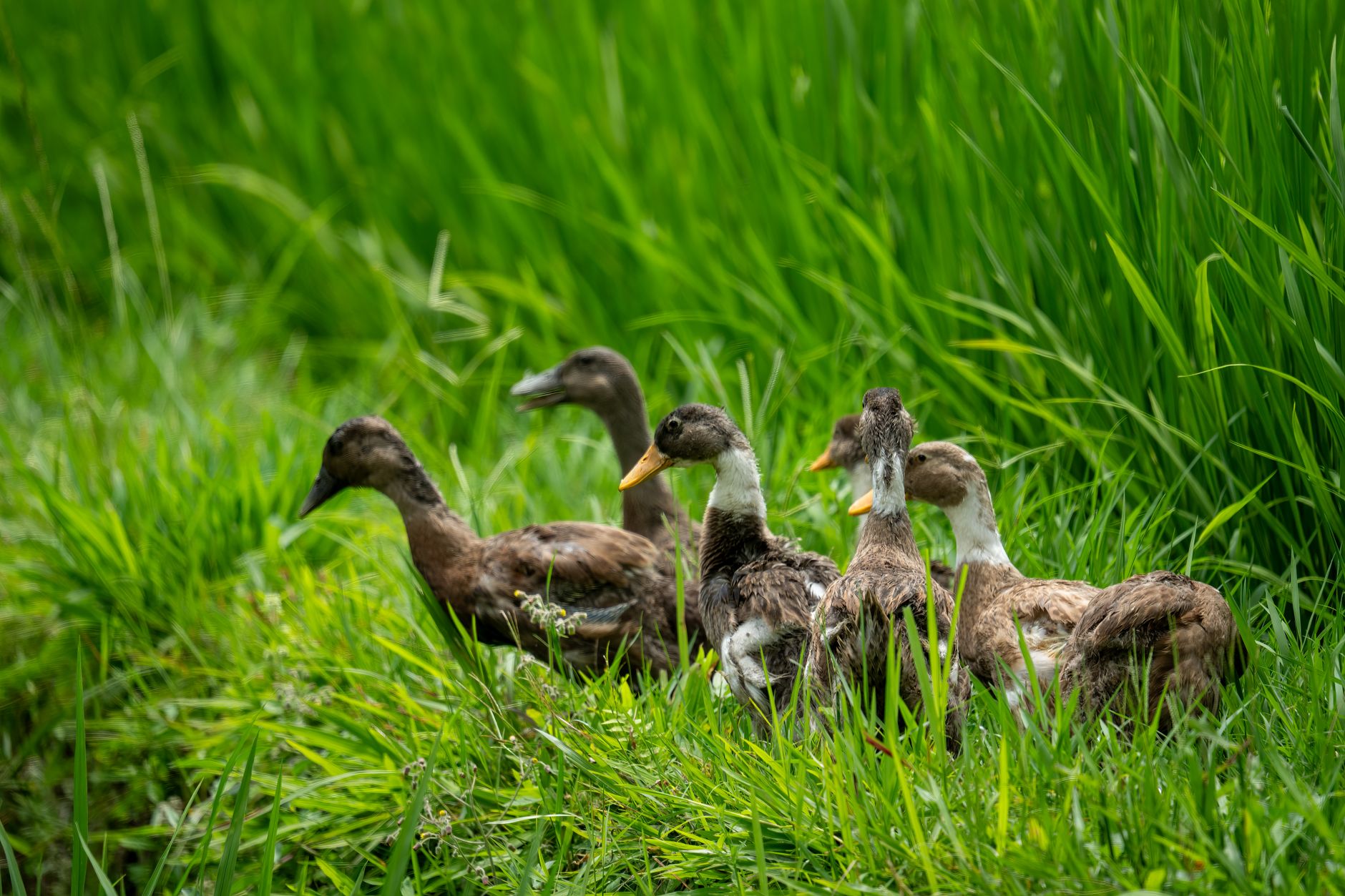 Bebek Geprek