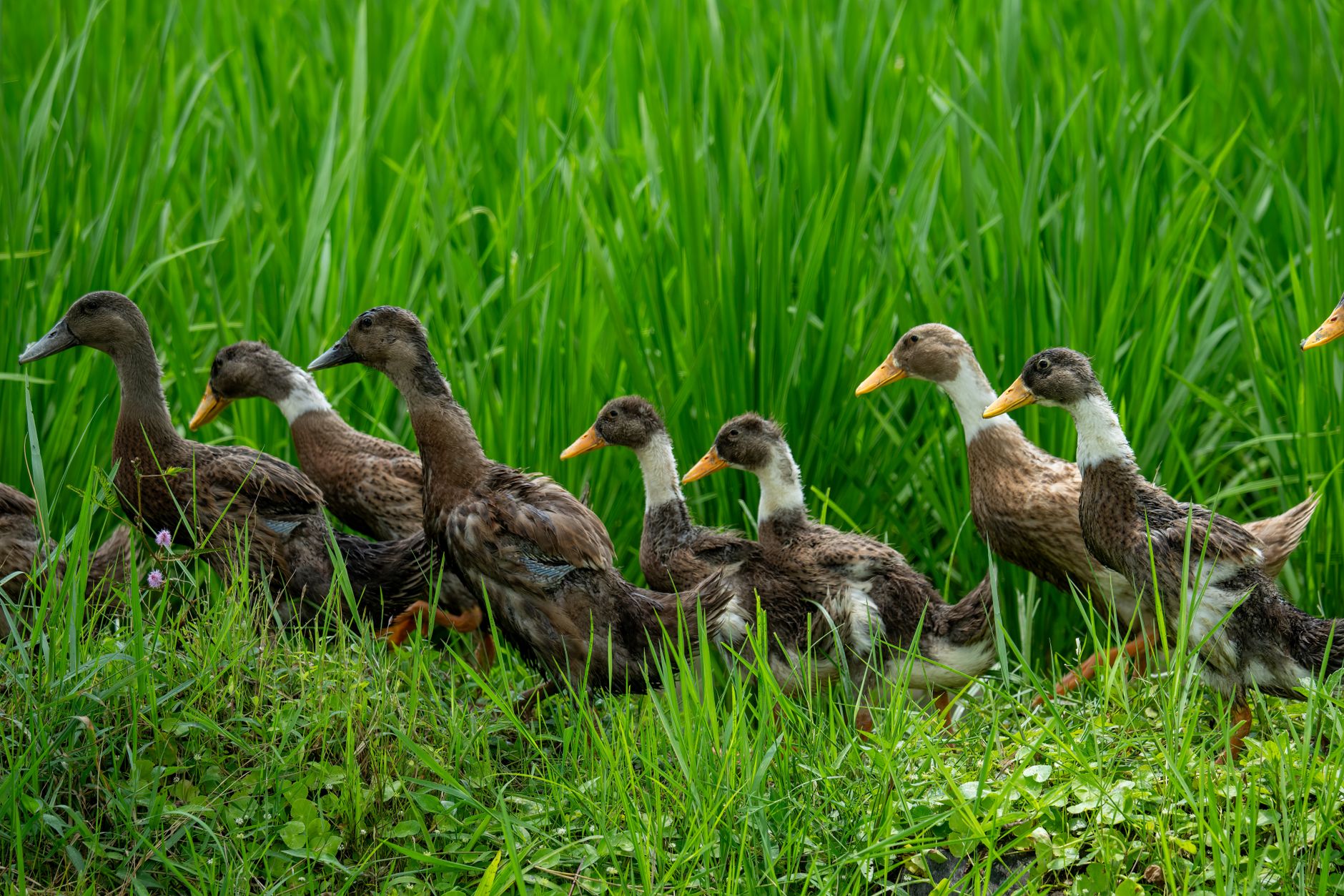 Bebek Madura