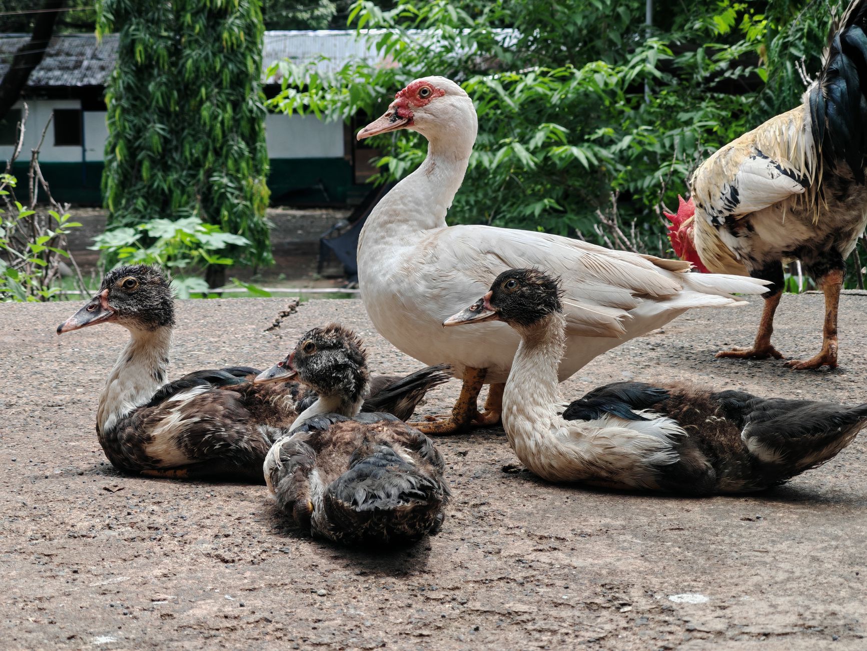 Bebek Rica
