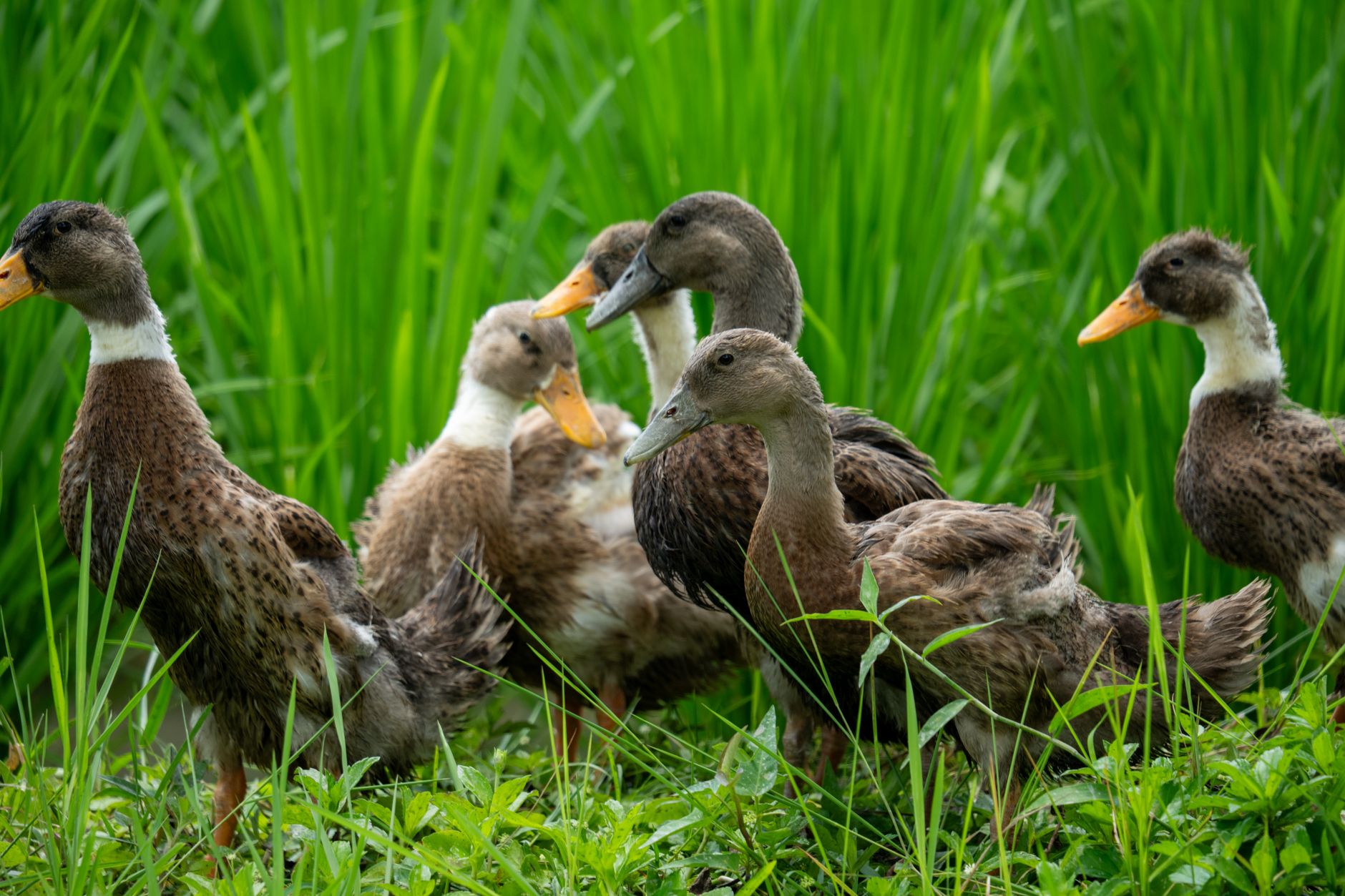 Bebek Songkem