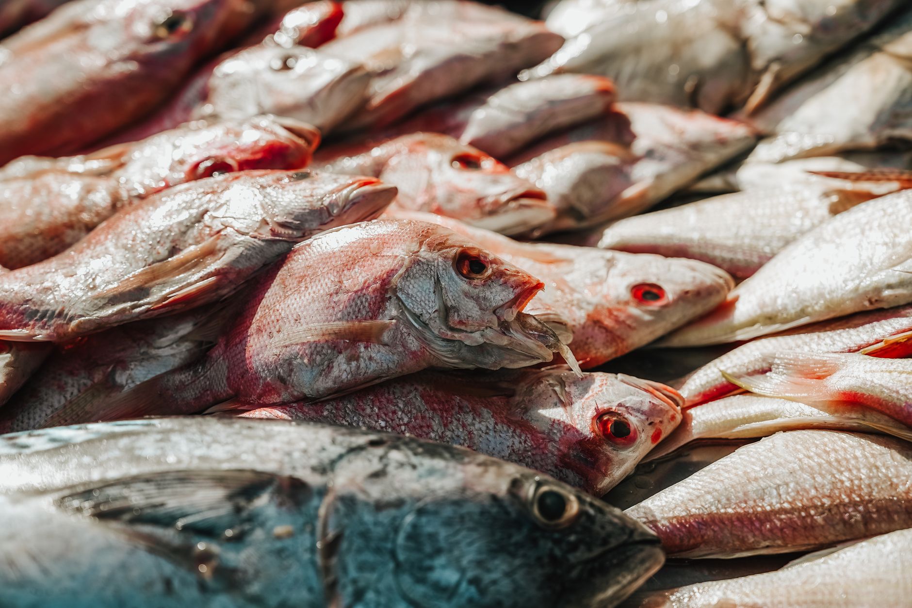Ikan Woku Belanga