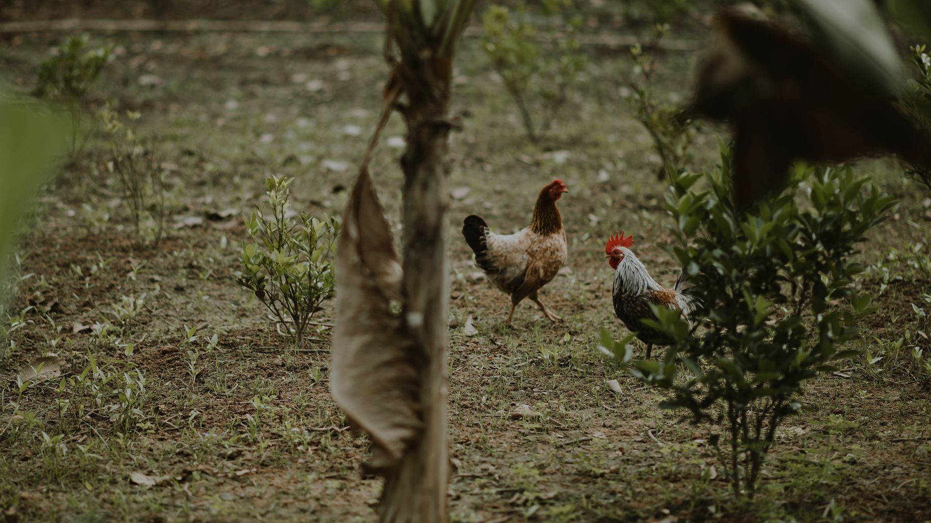Kalio Ayam
