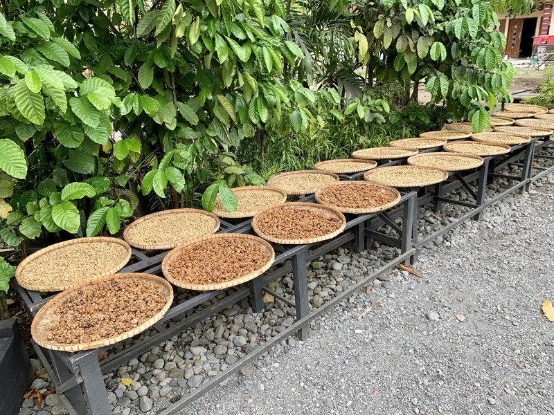Kopi Luwak