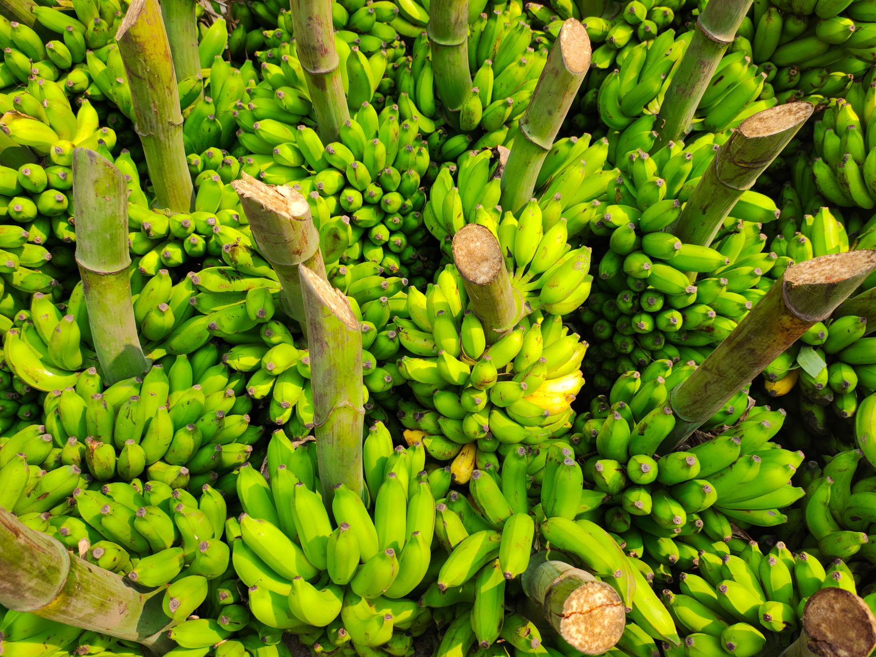 Pallubutung