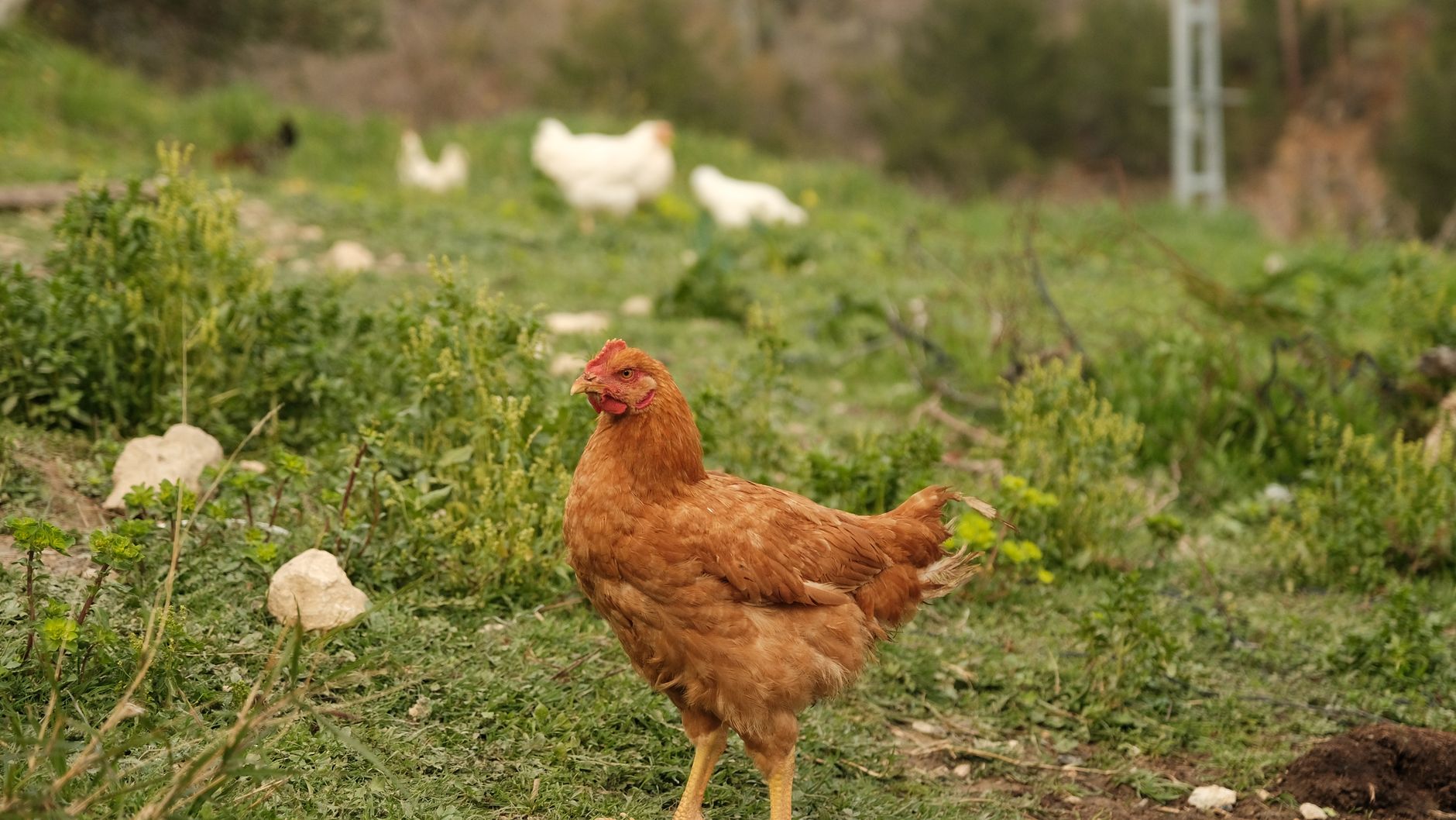 Rica-Rica Ayam