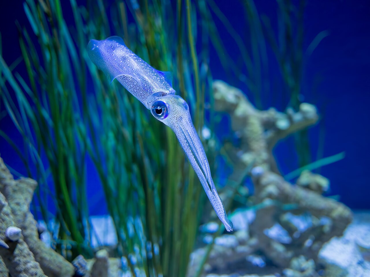 Sotong Pangkong