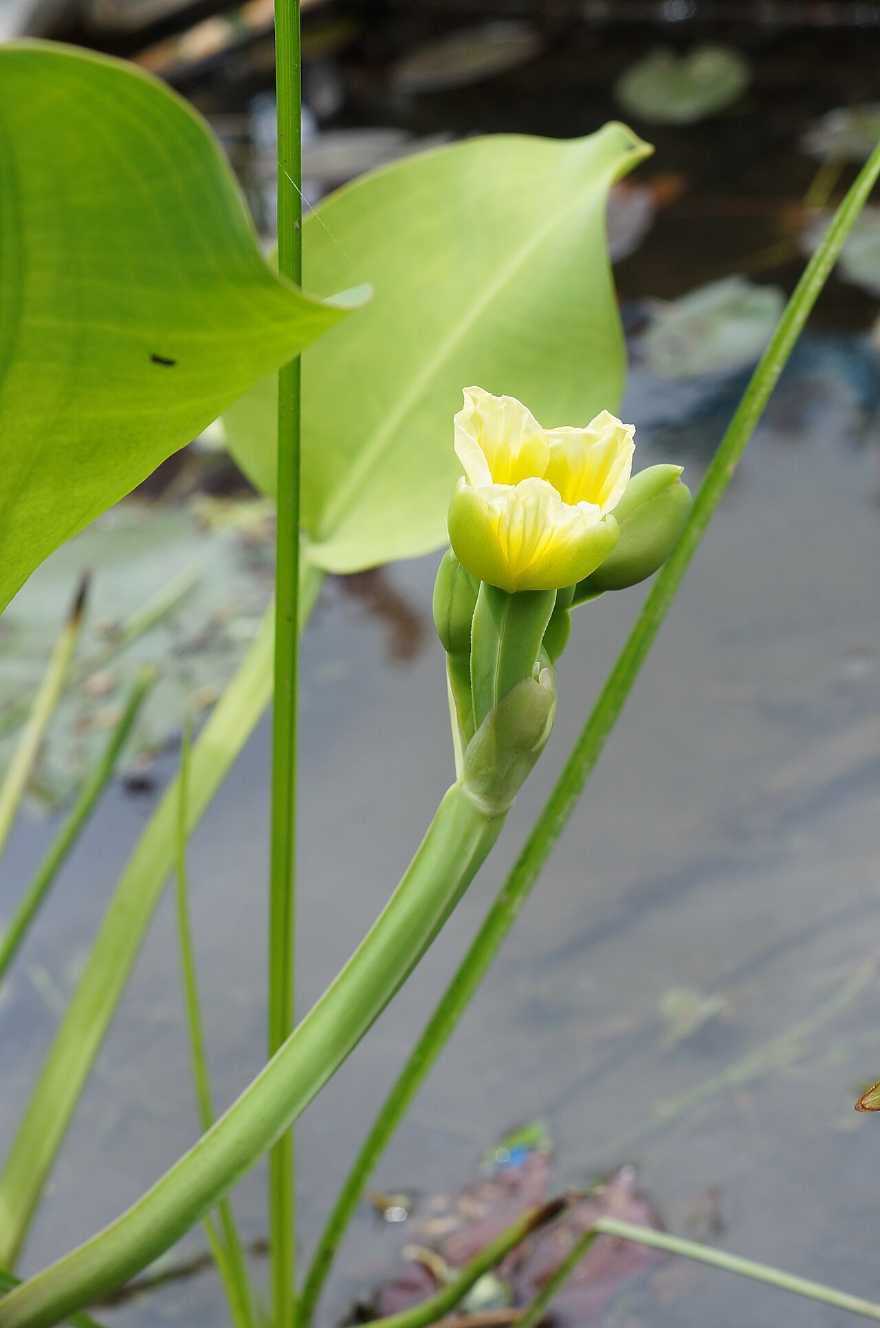 Tumis Genjer